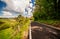 Mountain road in summer warm day through the forest