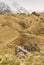 Mountain rocky slope,covered with grass,with snowy peaks in the background