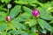 Mountain Rosebay Buds