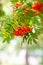 Mountain rowan ash branch berries on blurred green background.