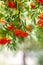 Mountain rowan ash branch berries on blurred green background.