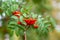 Mountain rowan ash branch berries on blurred green background.