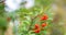 Mountain rowan ash branch berries on blurred green background.