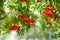 Mountain rowan ash branch berries on blurred green background.