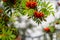 Mountain rowan ash branch berries on blurred green background.