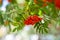 Mountain rowan ash branch berries on blurred green background.