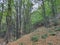 Mountain Rudnik Serbia Ostrovica peak forest at lower parts of the mountain