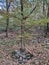 Mountain Rudnik Serbia Ostrovica peak tree in the forest