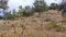 Mountain rural landscape, Olive and figs trees in a mountain village in taberrant, morocco.