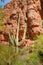 Mountain Saguaro