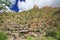 A Mountain of Saguaro in Bear Canyon in Tucson, AZ