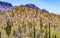 Mountain Saguaro Blooming Cactus Sonora Desert Muesum Tucson Arizona