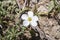 Mountain sandwort, Arenaria montana