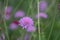 Mountain scabious, Knautia dipsacifolia, violet flower