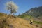 Mountain scenery with Hmong ethnic minority woman carrying cabbage flowers on back, blossom plum tree, white water buffalo and blu