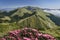 Mountain scenery with rhododendron flower,Taiwan.