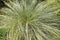 Mountain sedge, Carex montana