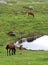 Mountain serene scene with farm animals