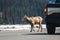 Mountain sheep crossing the main road, Icefields Parkway, Jasper National Park, Travel Alberta, Canadian Rockies, wildlife, Canada