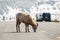 Mountain sheep crossing the main road, Icefields Parkway, Jasper National Park, Travel Alberta, Canadian Rockies, wildlife, Canada