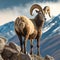 Mountain sheep goat argali on top of a rock against the backdrop of a mountain landscape close-up, beautiful natural background,
