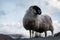 A mountain sheep in Ireland`s vast Donegal Mountain landscape.