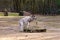 Mountain sheep with large horns in the wild