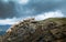 Mountain sheep Metsovo Epirus Greece