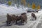 Mountain sheep, road salt licking on a highway