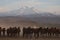 Mountain silhouette and Wild year`s horses,