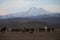 Mountain silhouette and Wild year`s horses,