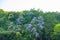 Mountain silky wisteria