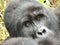 Mountain silverback gorilla in Bwindi