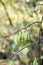 Mountain silverbell, Halesia monticola, fruit