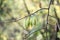 Mountain silverbell, Halesia monticola, twig with fruit