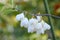 Mountain silverbell Halesia tetraptera var. monticola pending white flowers