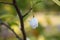 Mountain silverbell Halesia tetraptera var. monticola white flower