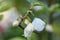 Mountain silverbell Halesia tetraptera var. monticola white flowers