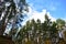 On the mountain slender forest pine trees roots on a high slope, grass, sky