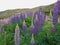 Mountain slope hight hill with lupins floral