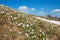 Mountain slope with white spring crocus