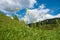 Mountain slope with yellow trollius flowers in may, blue sky with clouds