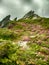 Mountain slopes filled with bushes of rhododendron kotschyi in fagaras mountains romania in early summer
