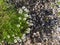 Mountain small white flowers in Ergaki nature park