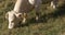 Mountain spain white cow on field 4k vall de nuria spain