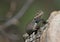 Mountain Spiny Lizard Close-Up