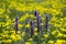 Mountain spring bright blooming yellow and blue meadow.