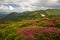 Mountain spring panorama with blooming rhododendron rue flowers and patches of snow under blue cloudy sky