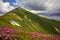 Mountain spring panorama with blooming rhododendron rue flowers and patches of snow under blue cloudy sky