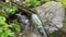 Mountain spring stream Clean Water Source of pure mineral water for the tourists